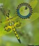 Go to record Dragonflies